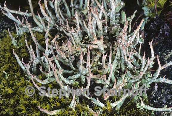 cladonia ecmocyna intermedia 10 graphic