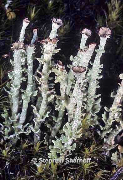 cladonia ecmocyna intermedia 13 graphic