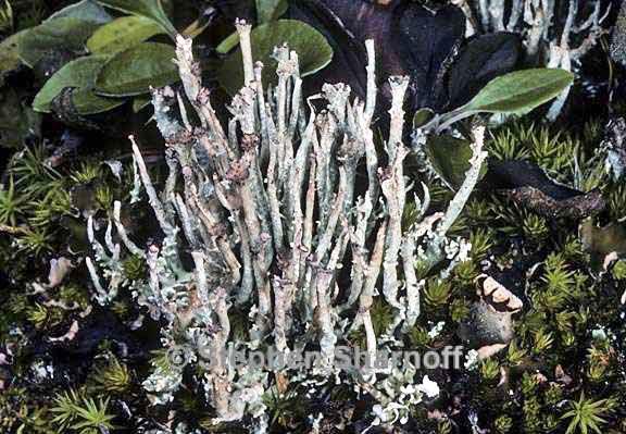 cladonia ecmocyna intermedia 14 graphic