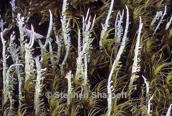 cladonia ecmocyna intermedia 16 graphic