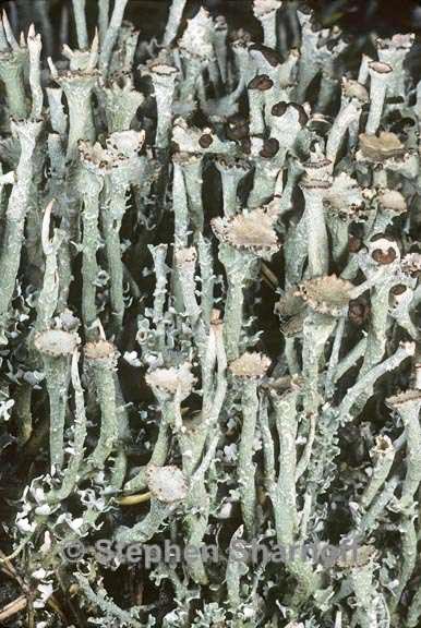 cladonia ecmocyna  intermedia 4 graphic