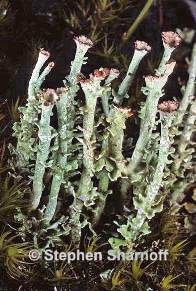 cladonia ecmocyna  intermedia 5 graphic