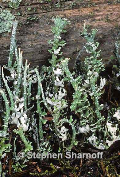 cladonia ecmocyna intermedia 7 graphic