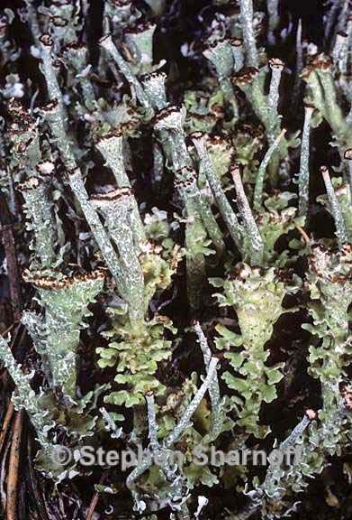 cladonia ecmocyna intermedia 8 graphic