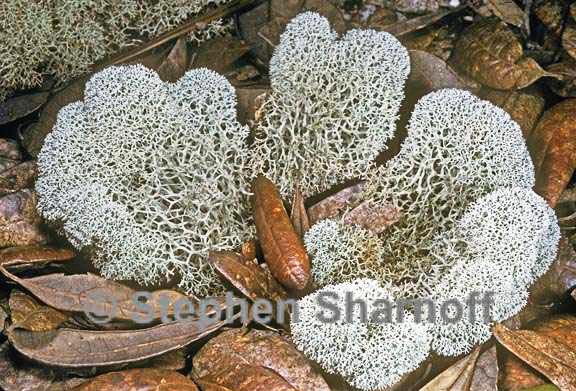 cladonia evansii 1 graphic