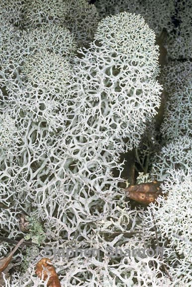 cladonia evansii 2 graphic