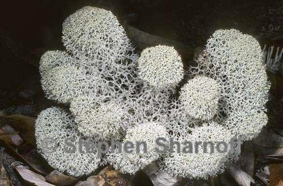 cladonia evansii 3 graphic