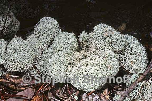 cladonia evansii 6 graphic