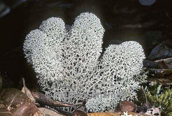 cladonia evansii 7 graphic