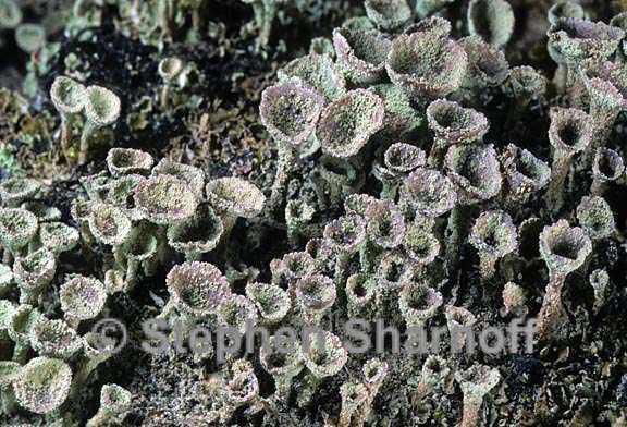 cladonia fimbriata 10 graphic