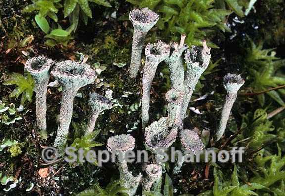 cladonia fimbriata 11 graphic