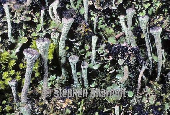 cladonia fimbriata 12 graphic