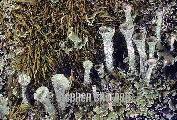 cladonia fimbriata 13 graphic