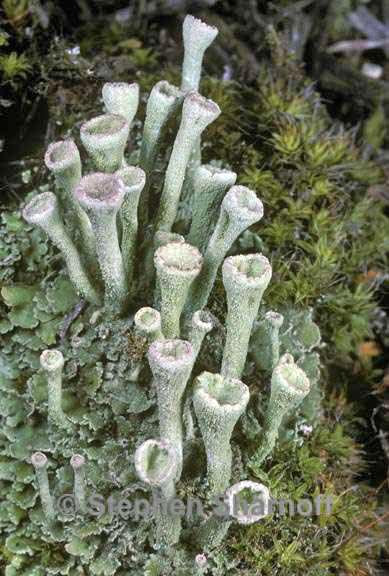 cladonia fimbriata 2 graphic