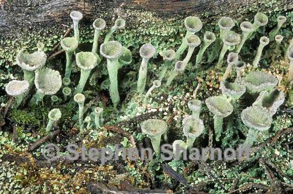 cladonia fimbriata 3 graphic