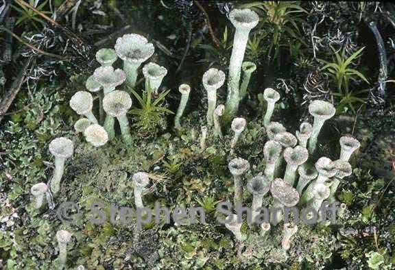 cladonia fimbriata 5 graphic