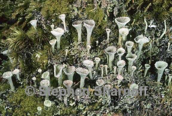 cladonia fimbriata 7 graphic