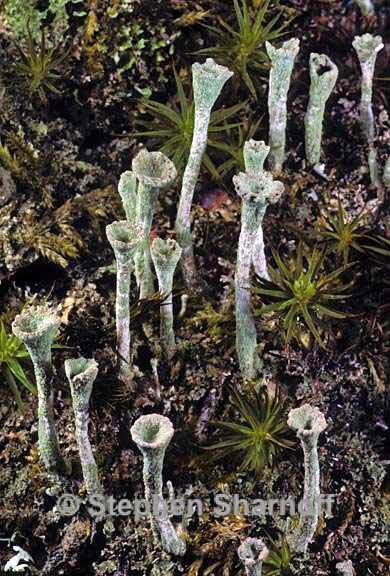 cladonia fimbriata 9 graphic