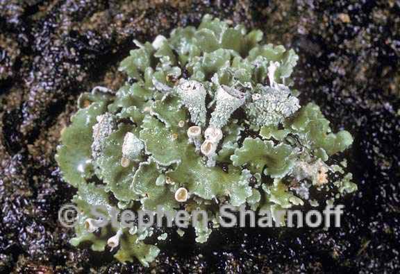 cladonia firma 1 graphic