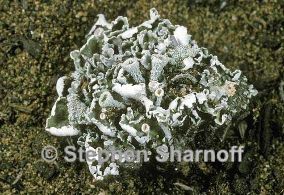 cladonia firma 2 graphic