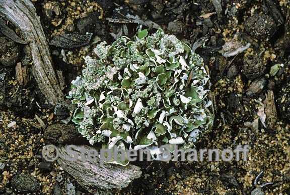 cladonia firma 3 graphic