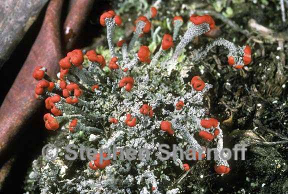 cladonia floerkeana graphic