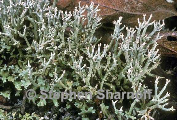 cladonia floridana graphic