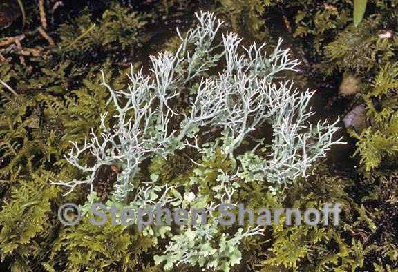 cladonia furcata eastern 1 graphic