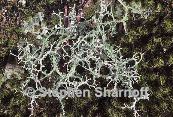 cladonia furcata eastern form 5 graphic