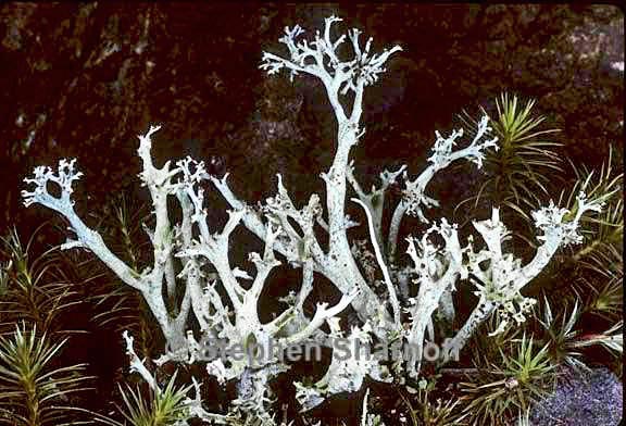 cladonia furcata west 10 graphic