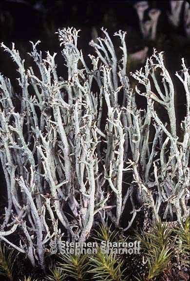 cladonia furcata west 12 graphic