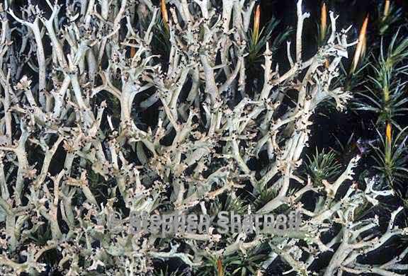 cladonia furcata west 14 graphic