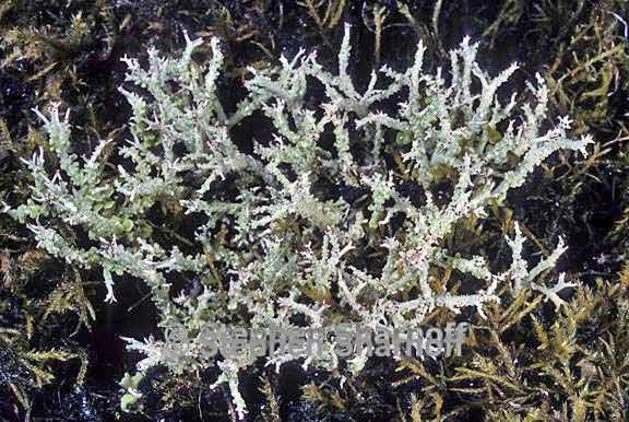 cladonia furcata west 15 graphic