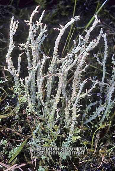 cladonia furcata west 16 graphic