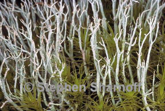 cladonia furcata western 2 graphic