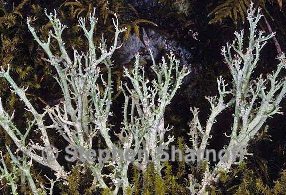 cladonia furcata west 5 graphic