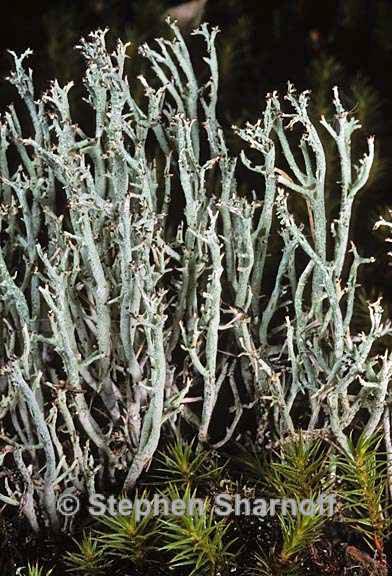 cladonia furcata west 6 graphic