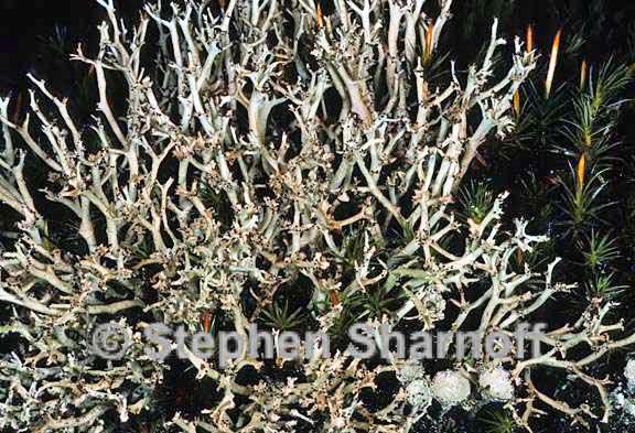 cladonia furcata west 7 graphic