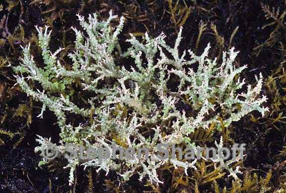 cladonia furcata west 8 graphic