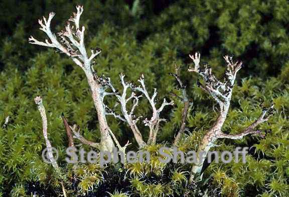 cladonia furcata western 9 graphic