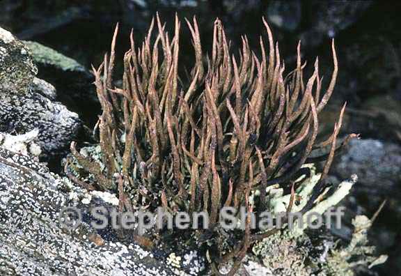 cladonia gracilis gracilis 3 graphic