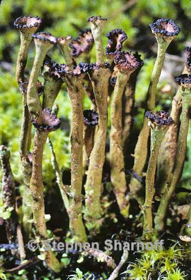 cladonia gracilis sl graphic