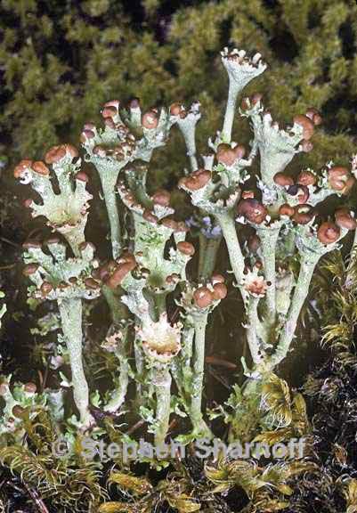 cladonia gracilis turbinata 1 graphic