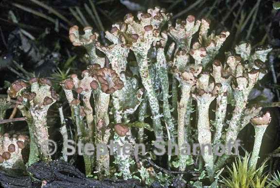 cladonia gracilis turbinata 2 graphic