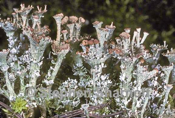 cladonia gracilis turbinata 3 graphic