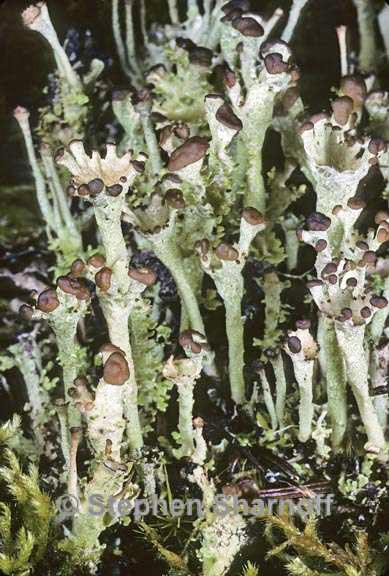 cladonia gracilis turbinata 5 graphic