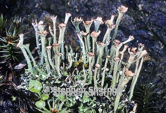 cladonia gracilis turbinata 12 graphic