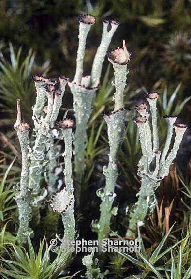 cladonia gracilis turbinata 13 graphic