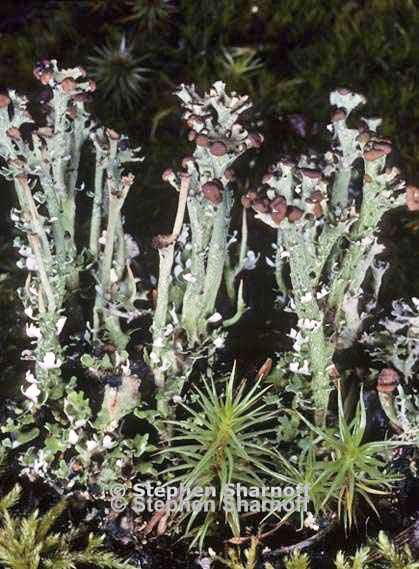 cladonia gracilis turbinata 14 graphic