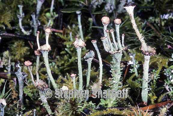 cladonia gracilis turbinata 16 graphic